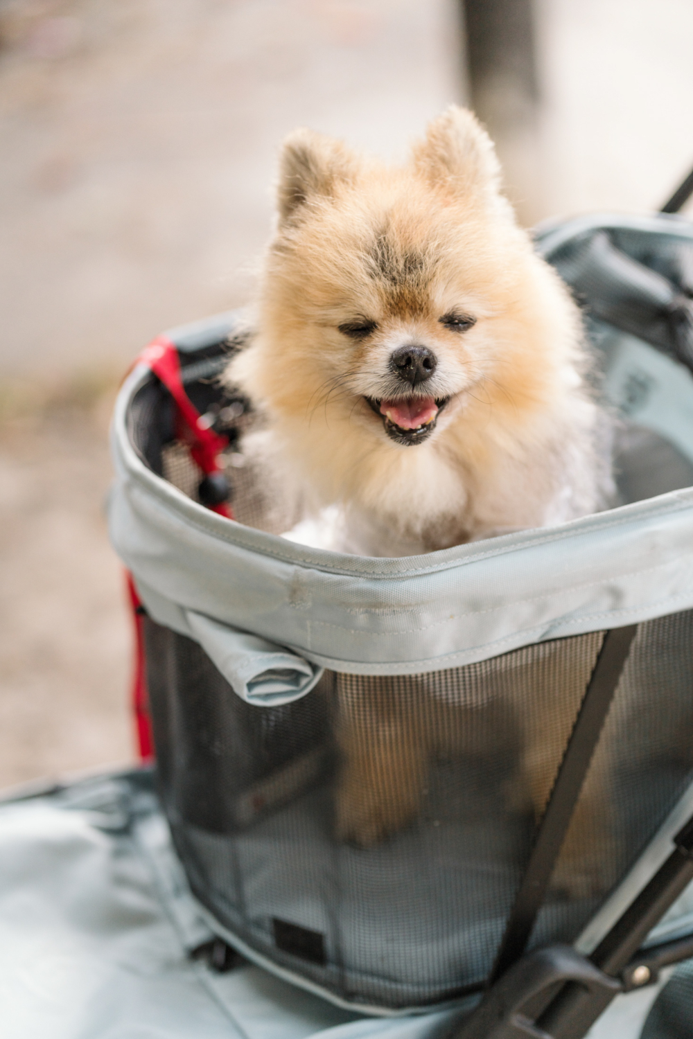 cute Pomeranian dog sits in dog basket