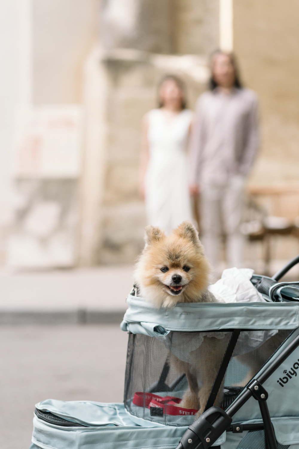 Pomeranian dog poses in her carrier in arles france