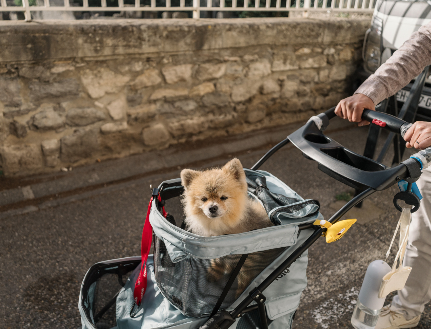 pomeranian dog being pushed in stroller