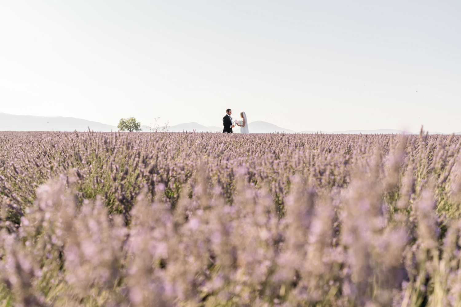 bride and groom exchange wedding vows in lavender field