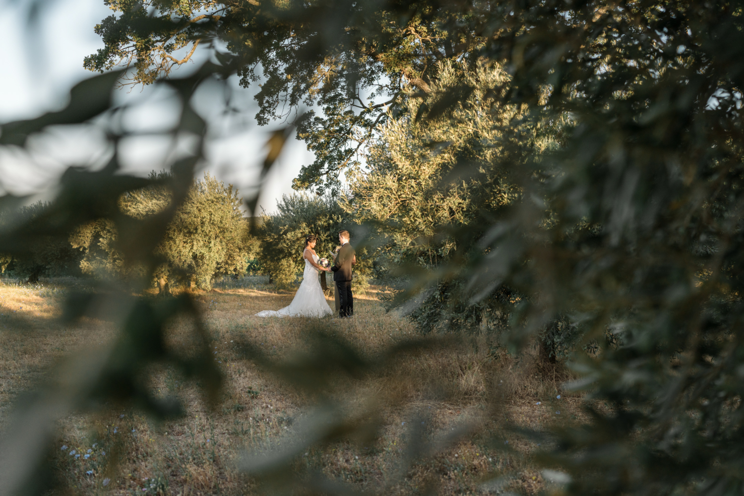 wedding ceremony in olive grove near gordes france