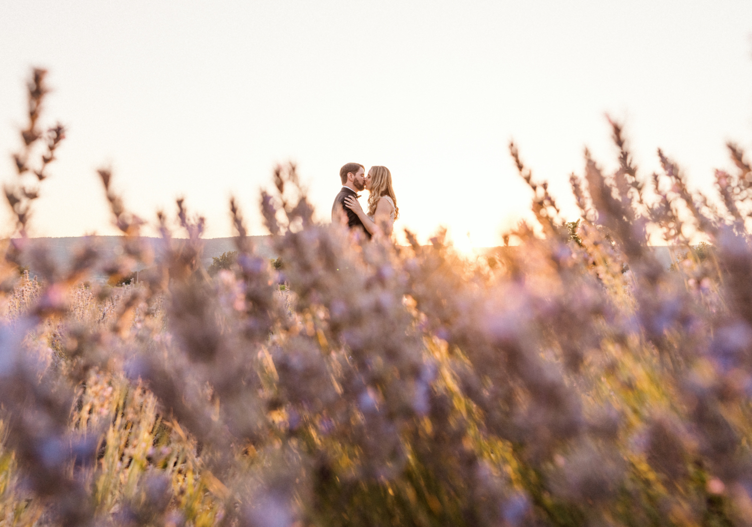 wedding couple in lavender fields at sunset
