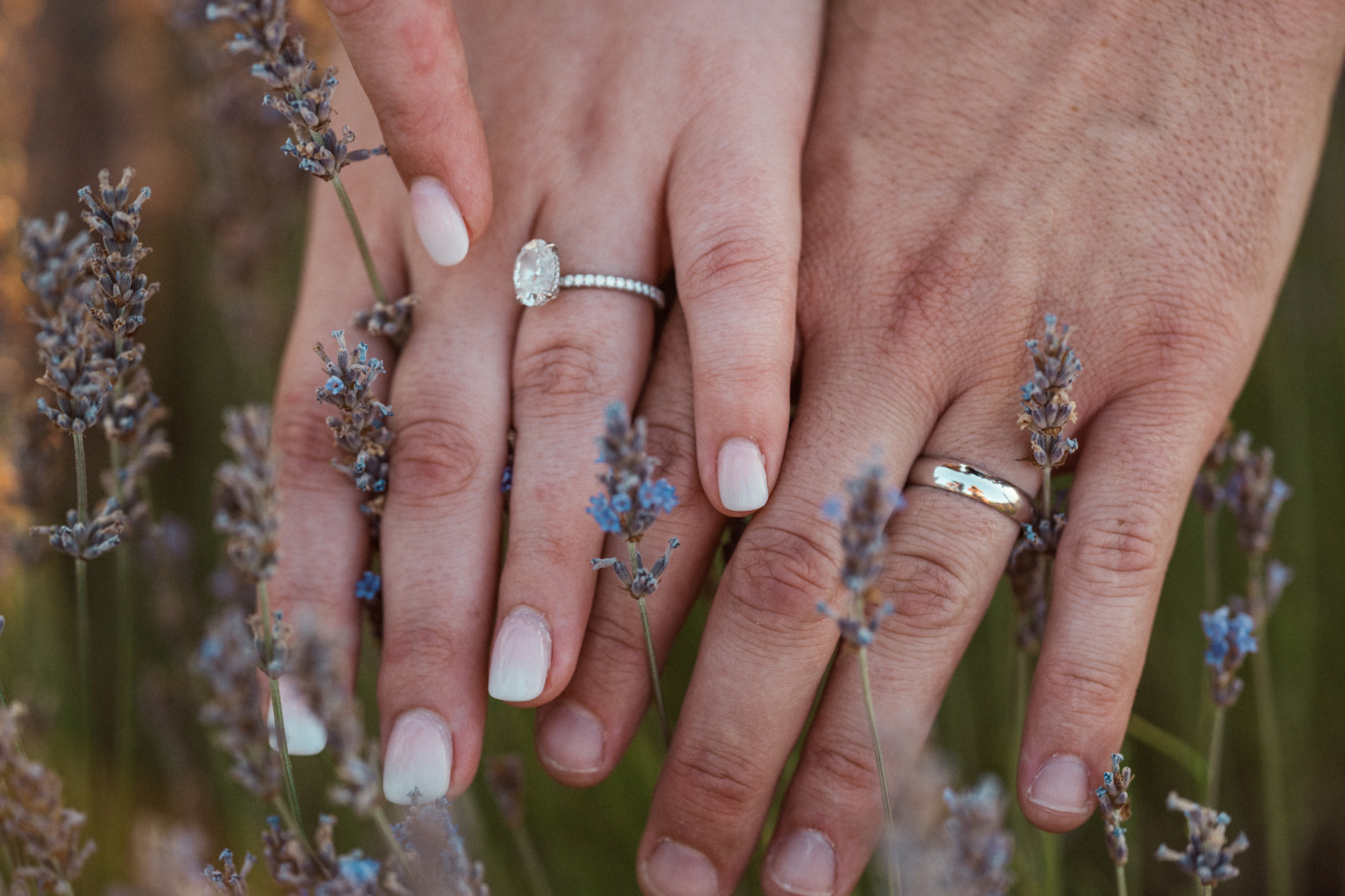 wedding rings in the lavender fields