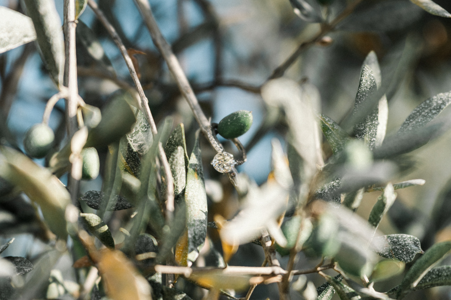diamond engagement ring on olive tree in les baux de provence