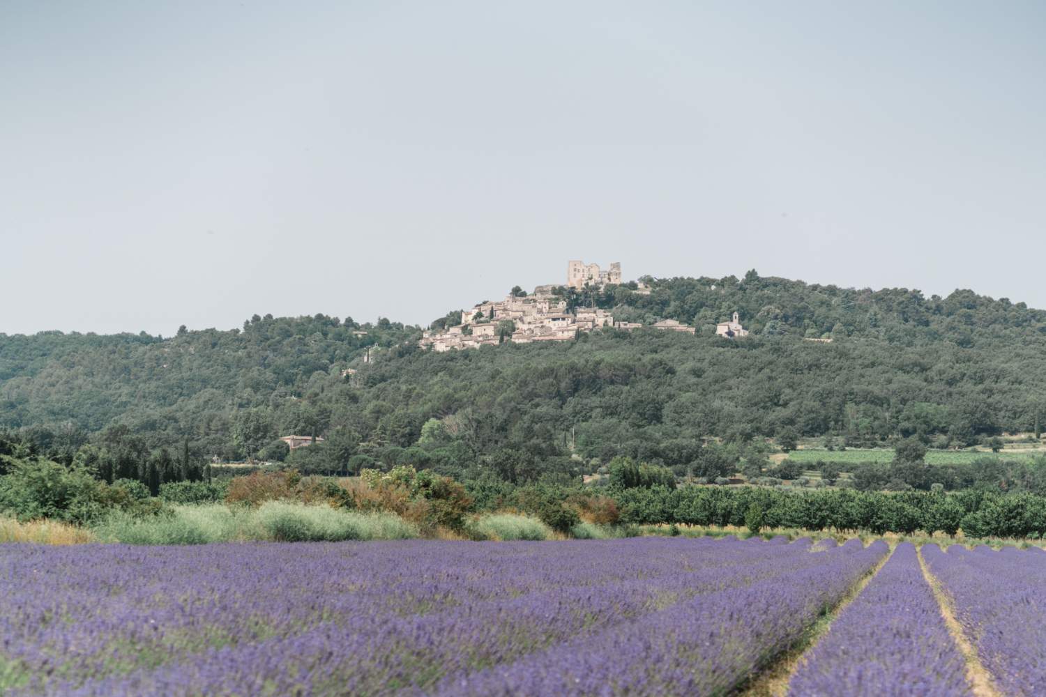 beautiful lavender field overlooking lacoste france