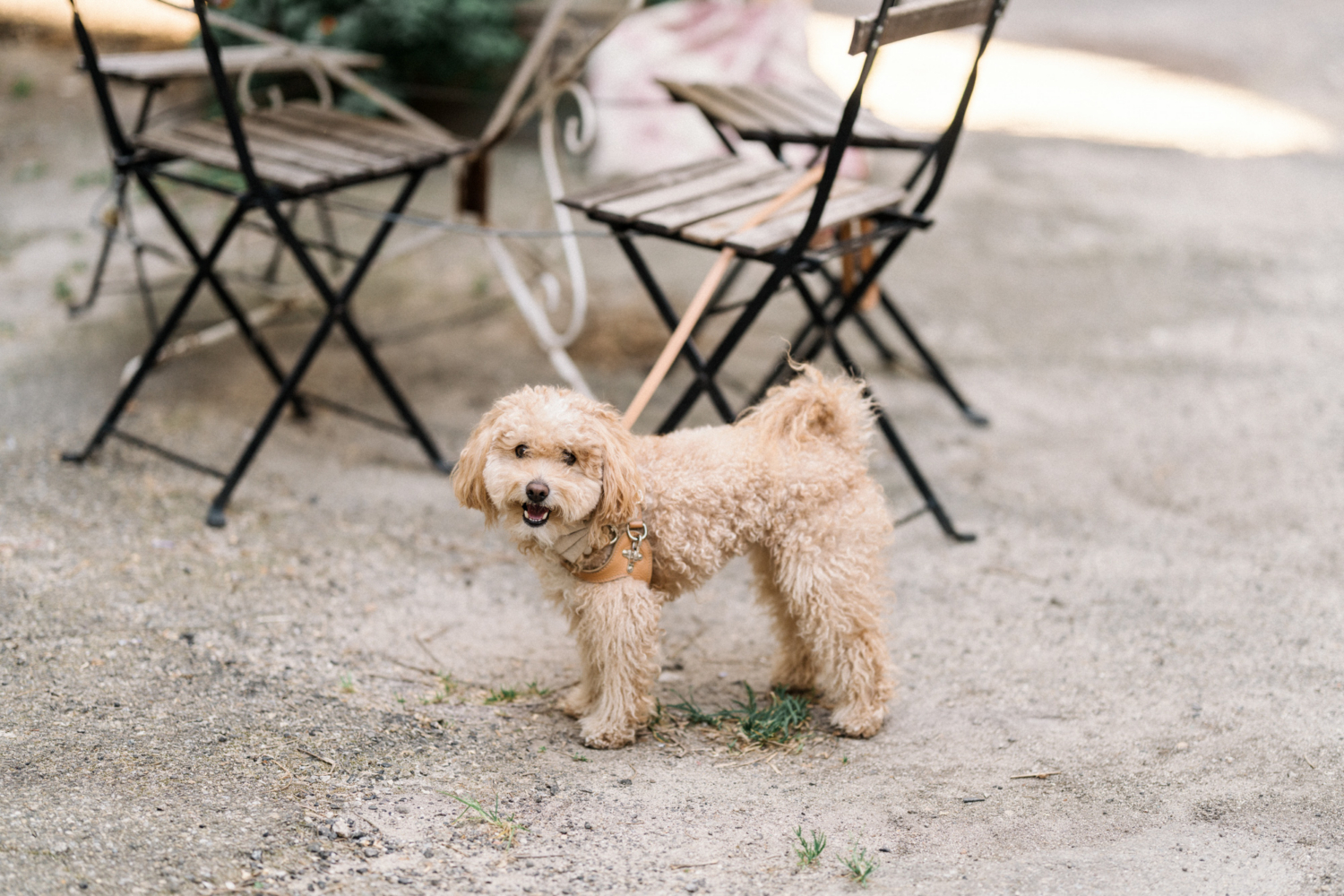 karina leigh - engagement photo session in arles, france with poodle