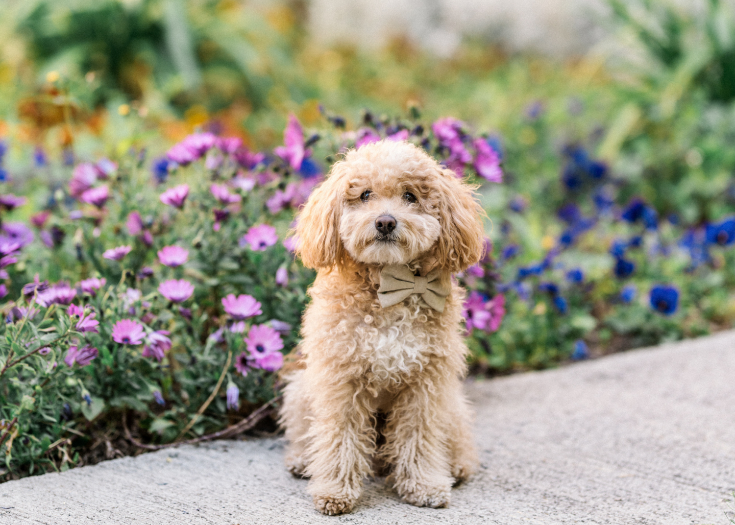 karina leigh - engagement photo session in arles, france with poodle